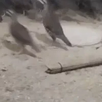 پرنده زینتی