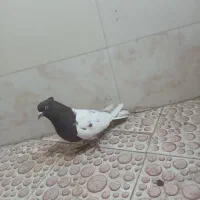 نرکله ای سرخ ب شرط تخم جوجه|پرنده|بروجرد, |دیوار