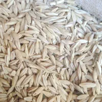 بذر کشاورزی
