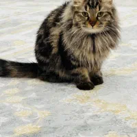 گربه ماده جفت گیری