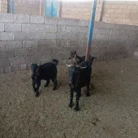 بز دوقولو