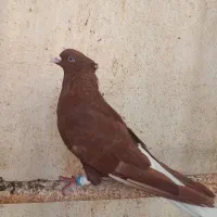 سرخ دم سفید نر جوان و مست|پرنده|اهواز, شهرک دانشگاه|دیوار