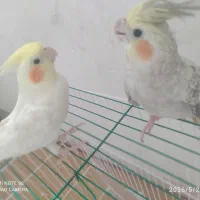 عروس هلندی