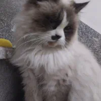 گربه هیمالین