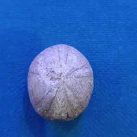 مهره قدیمی|کلکسیون اشیاء عتیقه|کوهدشت, |دیوار