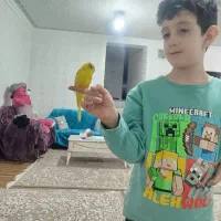 فروش یک عدد مرغ عشق اهلی معاوضه  با فنچ|پرنده|شاهین دژ, |دیوار