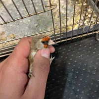 سهره دورگ فوق العاده|پرنده|تهران, دکتر هوشیار|دیوار