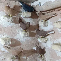 ۷تا ماده دم سفید|پرنده|اسفراین, |دیوار