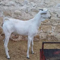 فروش چکل صومال درجه یک