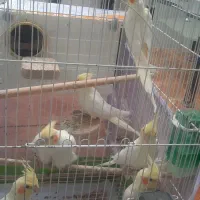 جوجه عروس هلندی لوتینو دون خور