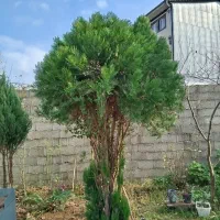 کاج بزرگ 5 ساله بالای 2.5 متر با تخفیف