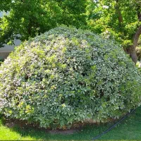 امورباغبانی و گل وگیاه|خدمات باغبانی و درختکاری|شیراز, پودنک|دیوار