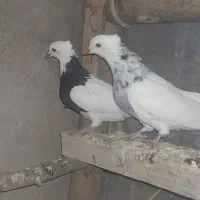 کبوتر طوقی وشازده|پرنده|چادگان, |دیوار