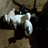 فروش بزغاله دو تا نر و سه تا ماده|حیوانات مزرعه|بجنورد, |دیوار