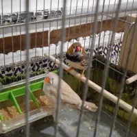 یه جفت فنچ کینگ مولد با قفس و لونه