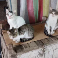 گربه های اهلی خانگی شده