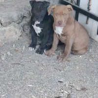 توله پیتبول|سگ|بازرگان, |دیوار