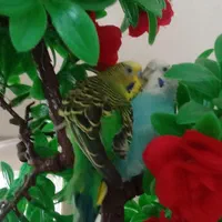 فقط تماس پاسخگو هستم جفتش ۲۹۰