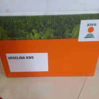 بذرچغندر اورسلینا