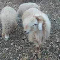 قوچ مغانی اصل|حیوانات مزرعه|مشگین شهر, |دیوار