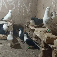 کبوتر جفتگاه