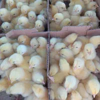 جوجه گوشتی راس / ارین پلاس