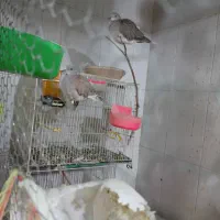فنچ بنگالی وزبرا