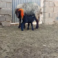 18راس میش بره دار|حیوانات مزرعه|میمند, |دیوار