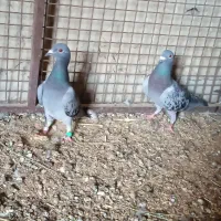 کبوتر مگس ضمانتی