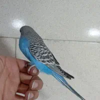 جوجه مرغ عشق انگلیسی|پرنده|پاکدشت, پاکدشت (مامازند)|دیوار