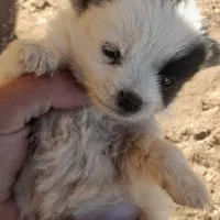 توله پاکوتاه جیبی