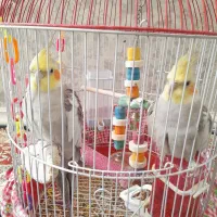 پرنده عروس هلندی سخنگوی ۲ عدد هردو نر هستن