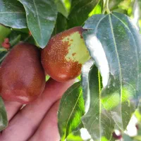 عناب میوه ای درشت