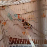 سهره|پرنده|رشت, شهریاران|دیوار