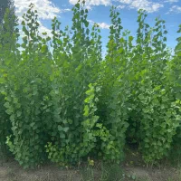 عرضه مستقیم نهال صنوبر با قیمت تولیدکننده|خدمات باغبانی و درختکاری|محلات, |دیوار