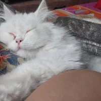 گربه پرشین گمشده