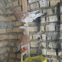 دوعددکله ای نر|پرنده|رامشیر, |دیوار