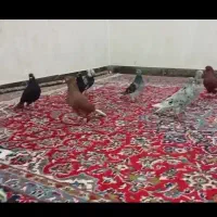دمپاک