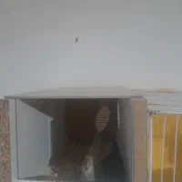 ۳ عدد عروس لوتنیو هلندی دو تا نر یک ماده|پرنده|گلبهار, شهر جدید گلبهار|دیوار