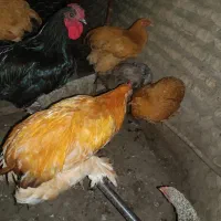 مرغ خروس برهما و جوجه