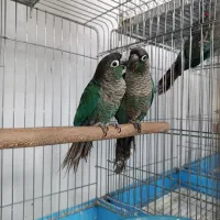 گرینچیک تازه دانخور تا بالغ دستی مجموعه قهرمانی