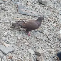 4عدد کبوتر سالم