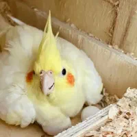 عروس هلندی البینو مولد