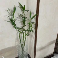 گلدان شیشه ای بامبو