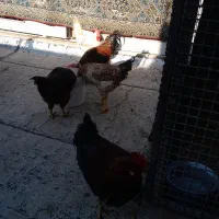 خروس محلی|حیوانات مزرعه|قزوین, |دیوار