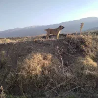 دله خراسانی|سگ|نهاوند, |دیوار