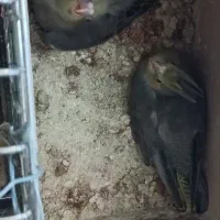 یک جفت عروس هلندی و ۲ عدد جوجه یک ماهه