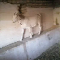 بز سانن اصل|حیوانات مزرعه|خوی, |دیوار