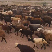 کاور تقلی مال داشتی