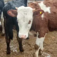 فروش ۱۷راس گوساله سیمینتال